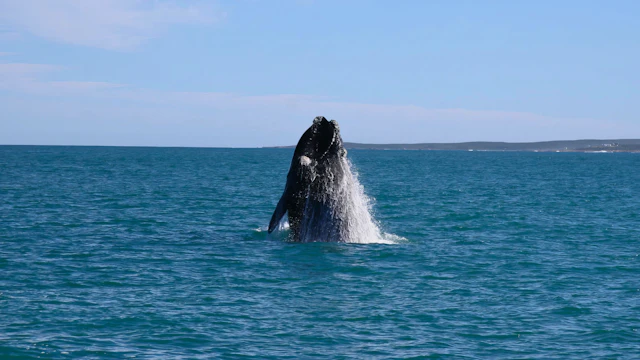 11-night South Africa Luxury Experience & Whale Watching