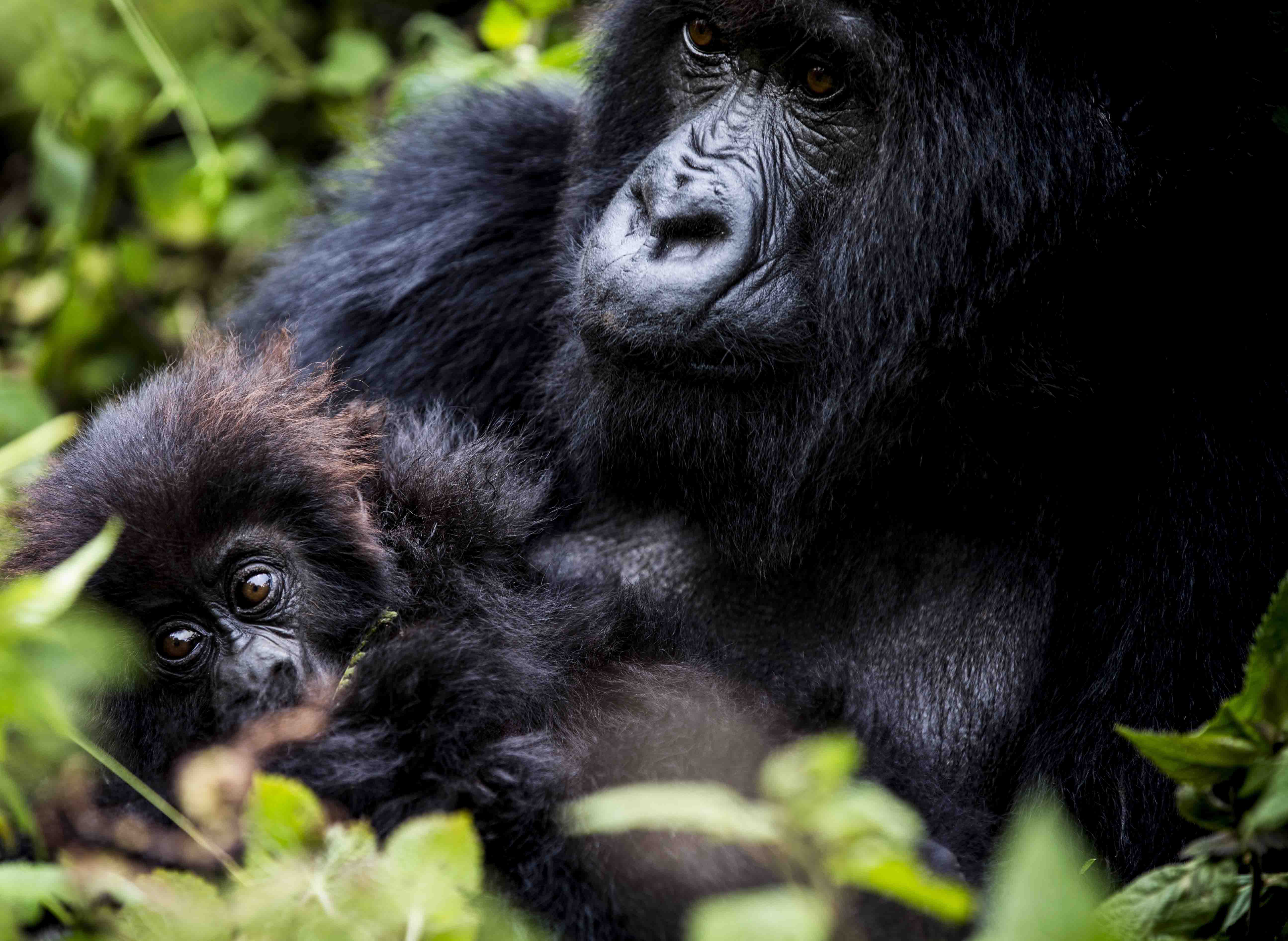 Wilderness Remarkable Rwanda Gorillas