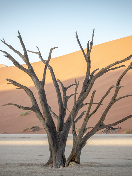 Dead trea as seen at the iconic Dead vlei in Sossusvlei Wilderness Kulala