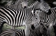 Wilderness Little Mombo Botswana Wildlife Zebra
