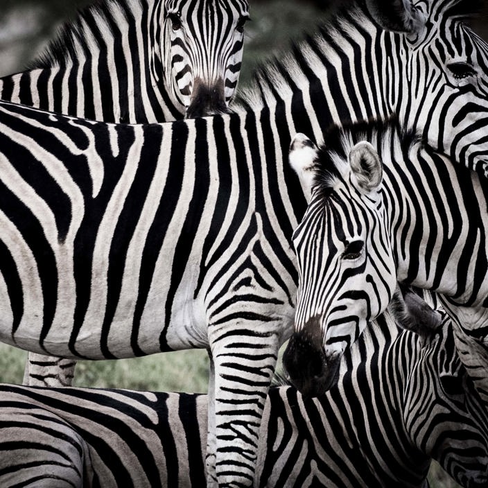 Wilderness Little Mombo Botswana Wildlife Zebra