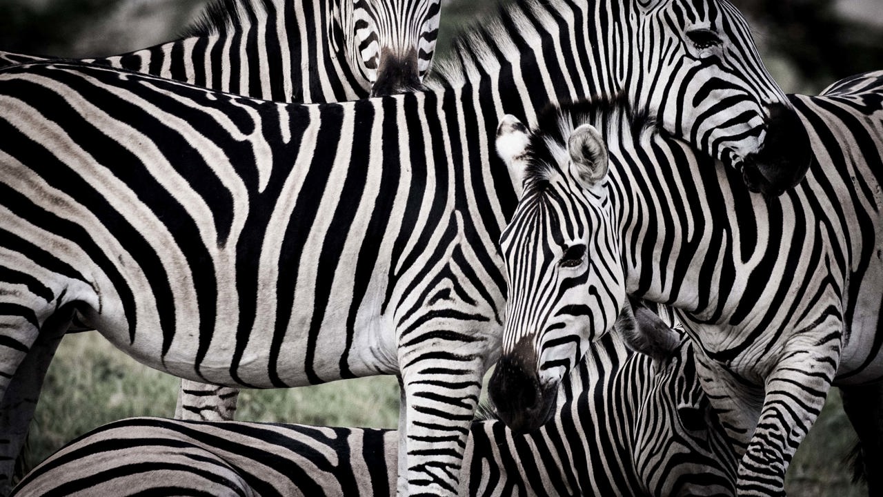 Wilderness Little Mombo Botswana Wildlife Zebra