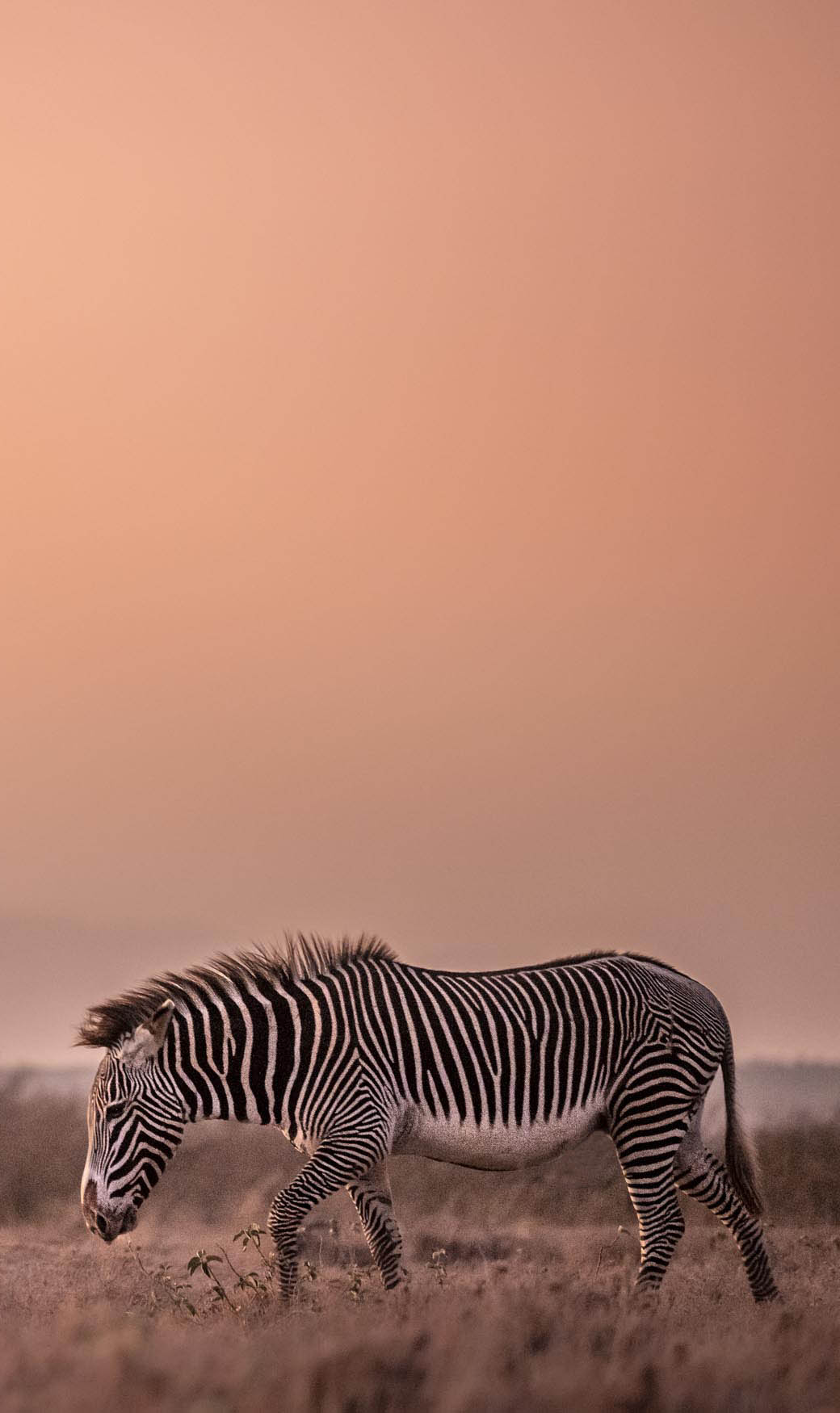 Wilderness Kenya Wildlife Grevys Zebra