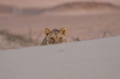 A rare sighting of the desert adapted lions near Wilderness Hoanib