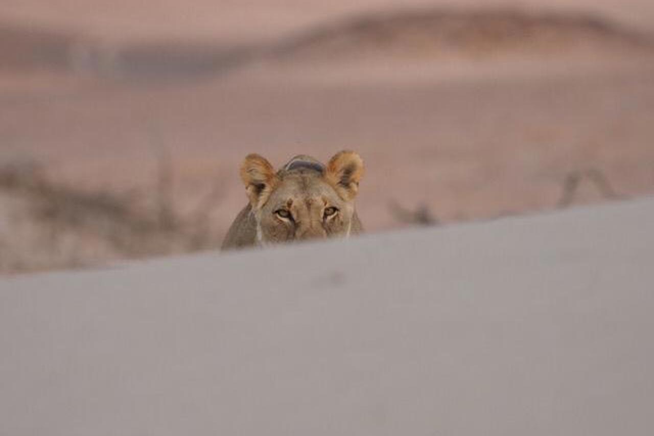 A rare sighting of the desert adapted lions near Wilderness Hoanib