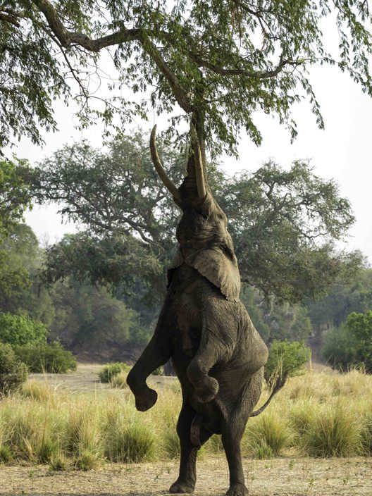Wilderness Little Ruckomechi Zimbabwe Iconic Image