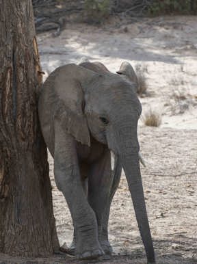Wilderness Damaraland Camp Namibia Wildlife Elephant