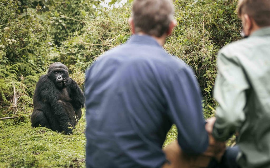 Wilderness Rwanda Wildlife Gorilla 