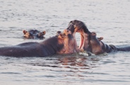 Two hippos fighting in Lake Rwanyakazinga where Wilderness runs mgnifictent Magashi Peninsula camp