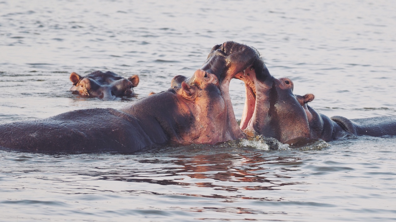 Two hippos fighting in Lake Rwanyakazinga where Wilderness runs mgnifictent Magashi Peninsula camp