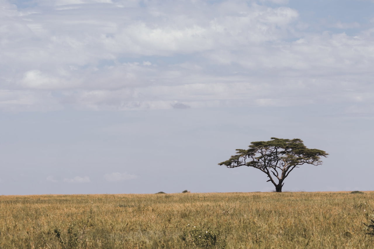 Acacia trees dot the iconic landscapes of the Serengeti