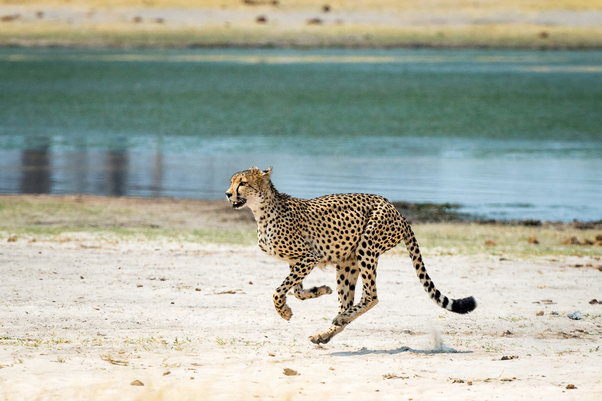 Wilderness Linkwasha Cheetah running past waterhole