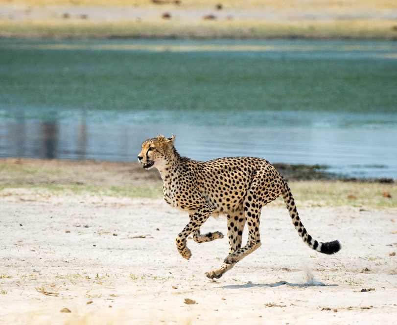 Wilderness Linkwasha Cheetah running past waterhole