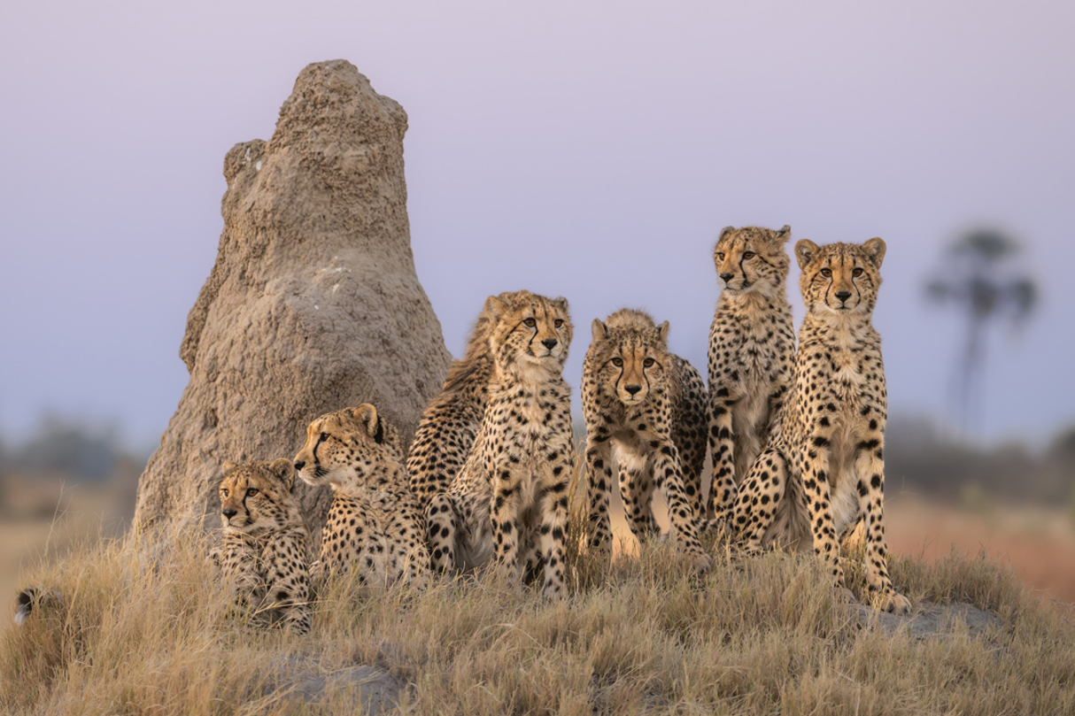 Cheetah family beside termite mound in Botswana’s Chitabe Concession