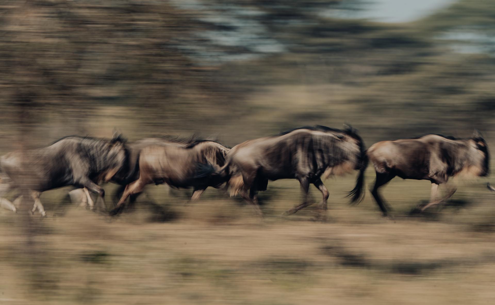 Herds of Gnu running the Serengeti in Tanzania