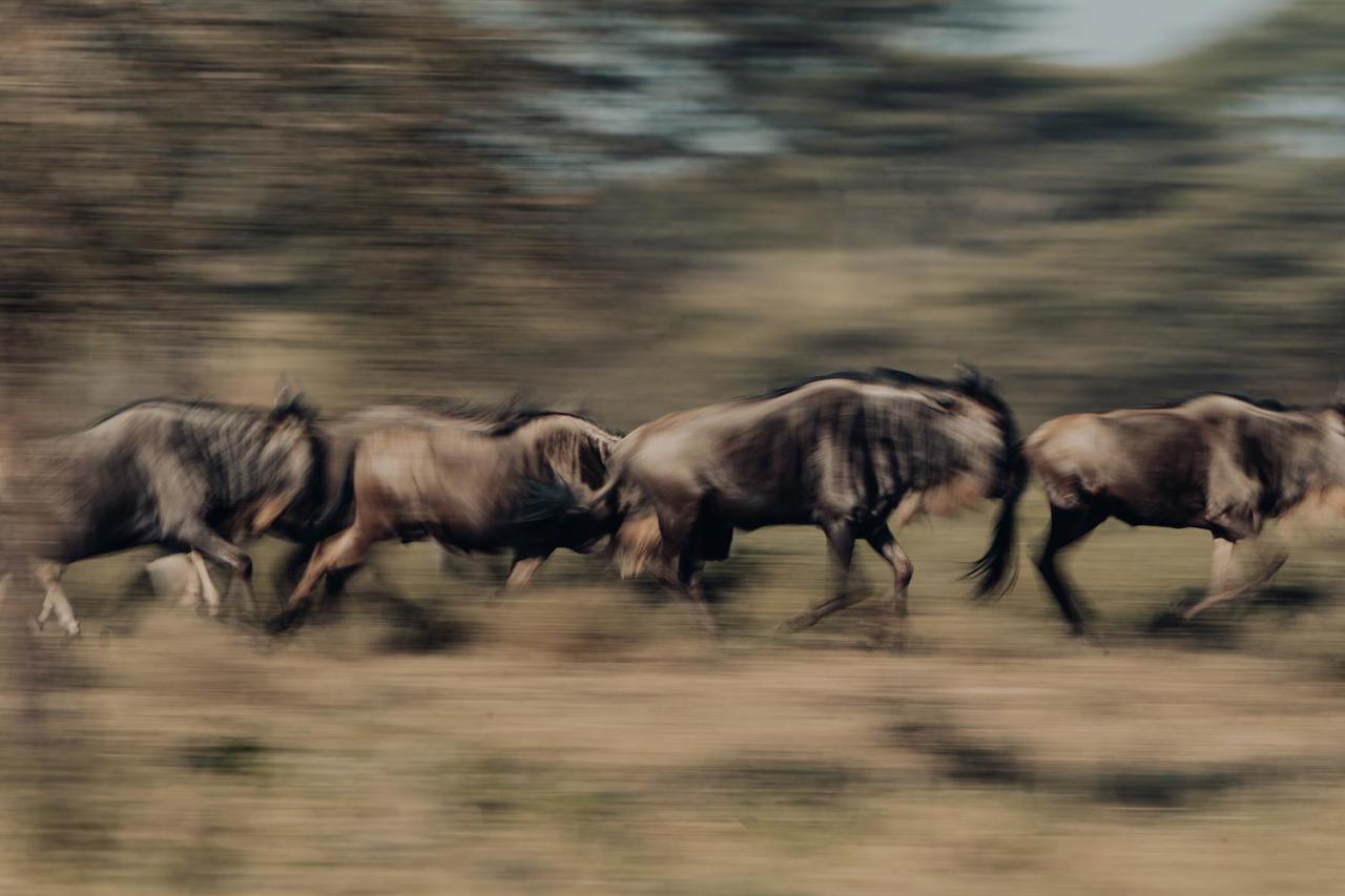 Herds of Gnu running the Serengeti in Tanzania