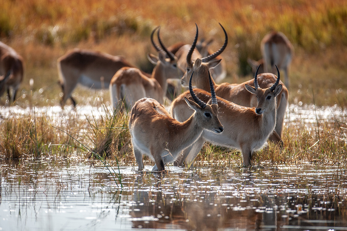 Wilderness Chitabe Lediba Wildlife Lechwe