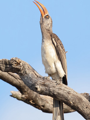 Wilderness Davisons Zimbabwe Wildlife Bradfields Hornbill