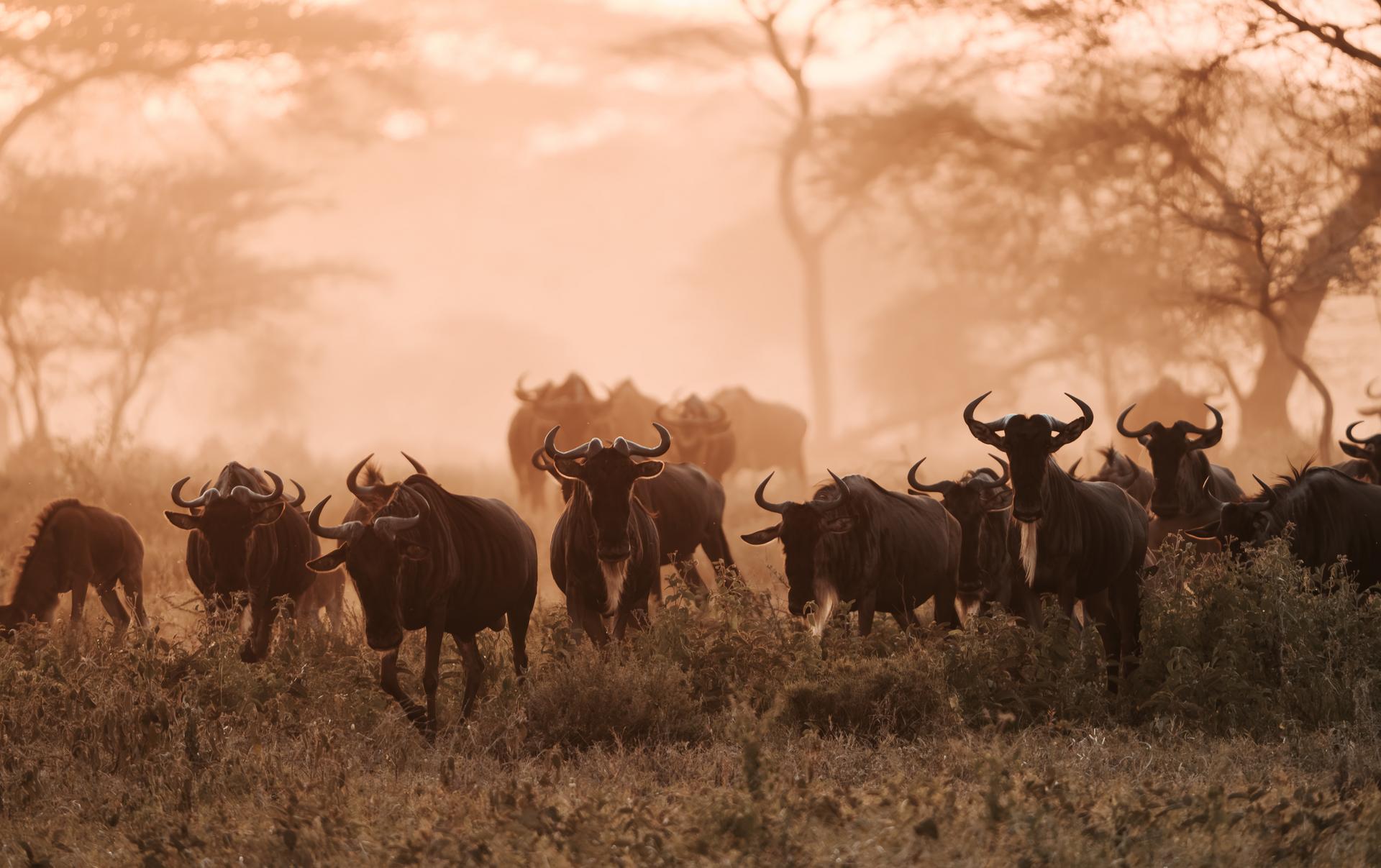 Herd of wildebeest at sunrise in the Western Corridor of the Serengeti.