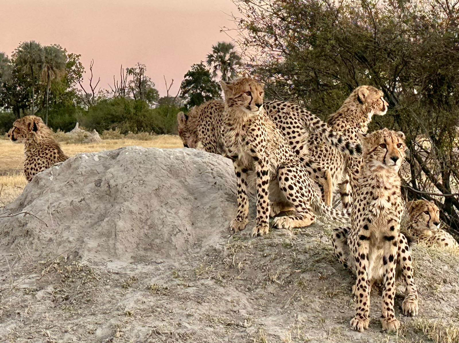 Supermom cheetah family sitting on a termite hill in Chitabe