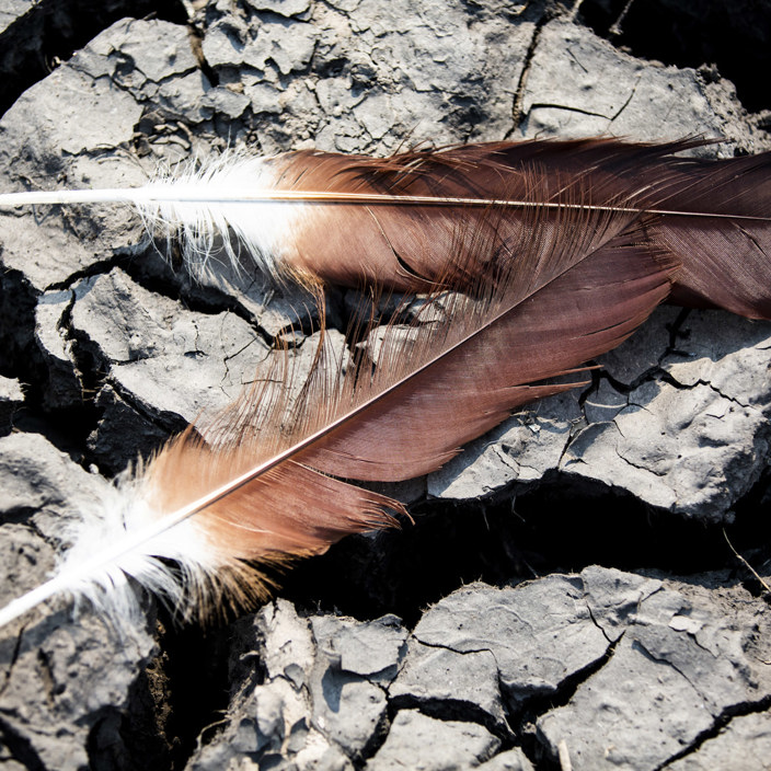Wilderness Busanga Bush Camp Zambia Feathers