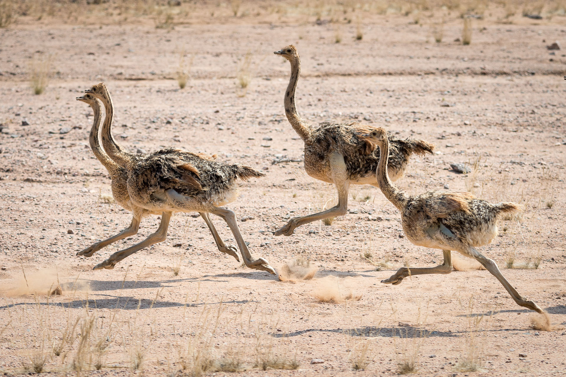 Wilderness Hoanib Skeleton Coast Namibia Ostriches In Desert