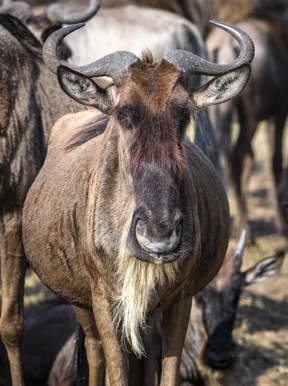 Wilderness Kenya Wildlife Blue Wildebeest