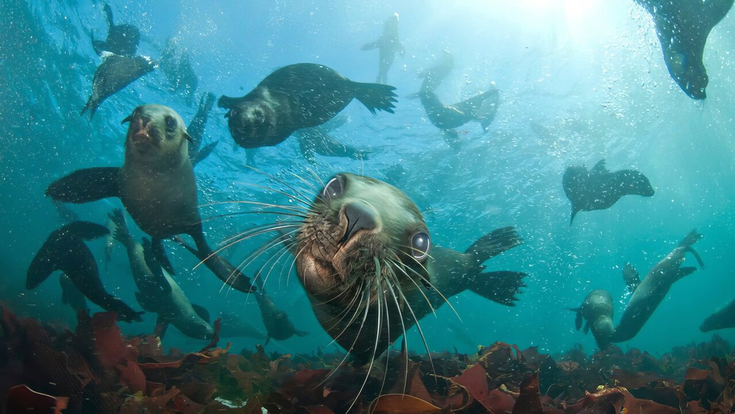Seal Snorkeling Cape Town Wilderness Touring