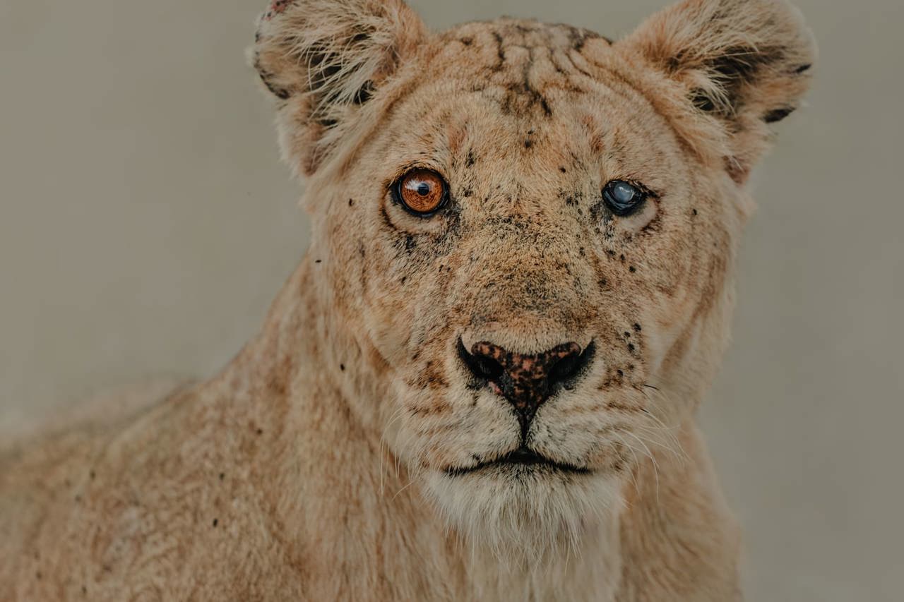 Amazing closeup of a lioness full of battle scars and one blind eye