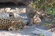 Leopard Cub with Mom At Selinda Linyanti In Botswana