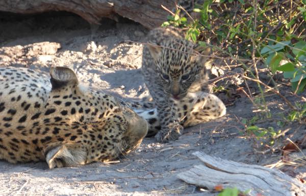 Leopard Cub with Mom At Selinda Linyanti In Botswana