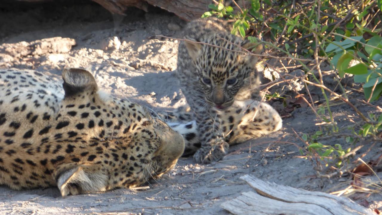 Leopard Cub with Mom At Selinda Linyanti In Botswana