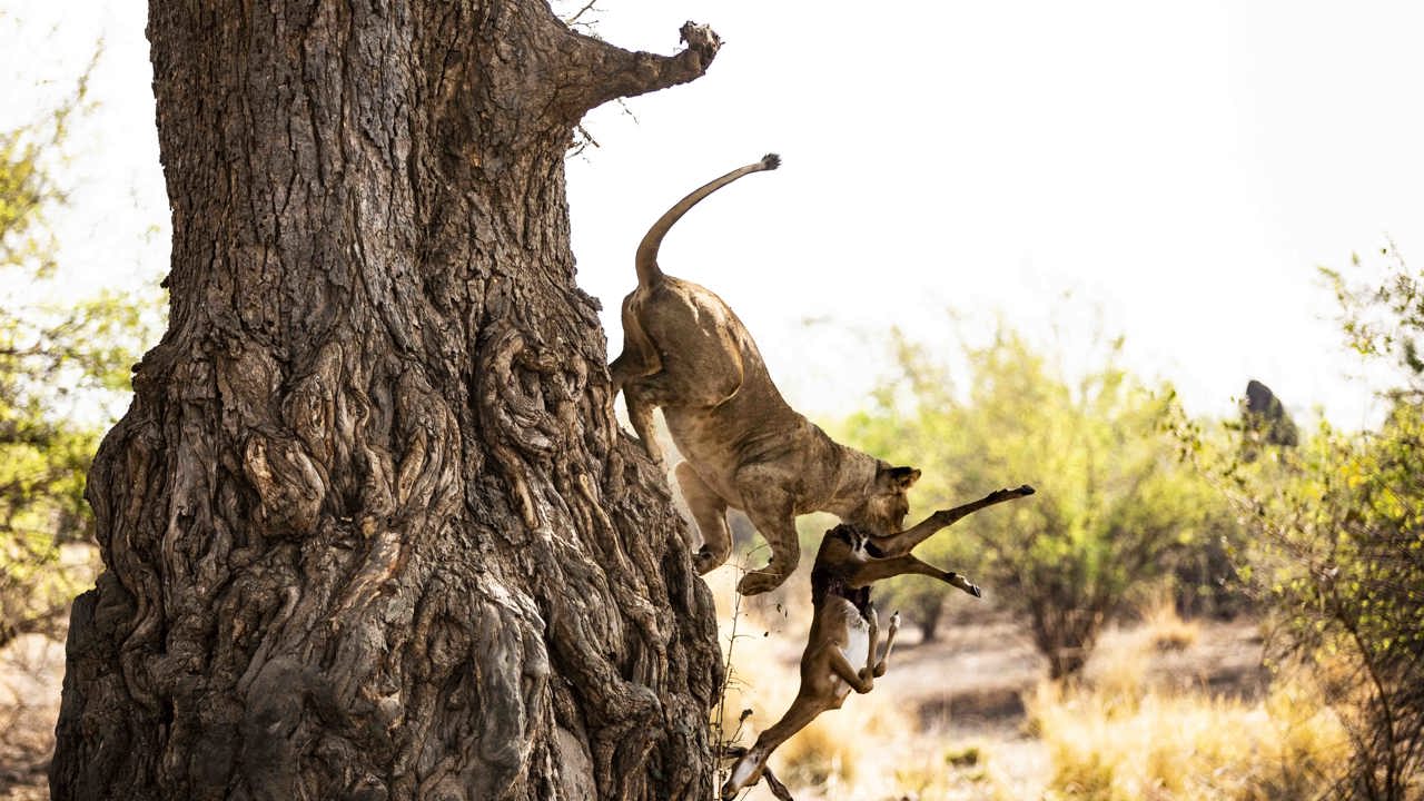 Wilderness Ruckomechi Zimbabwe Lion Kill In Tree