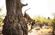 Wilderness Ruckomechi Zimbabwe Lion Kill In Tree