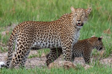 Mosadinyana, a female leopard walking her cub near Wilderness at Chitabe, Botswana