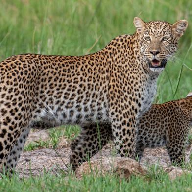 Mosadinyana, a female leopard walking her cub near Wilderness at Chitabe, Botswana