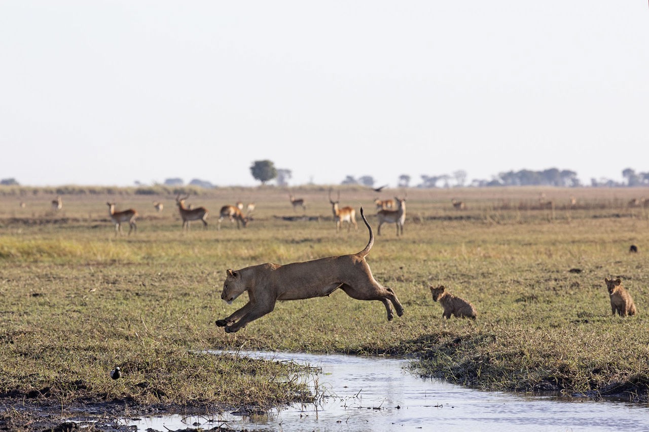 Wilderness Busanga Bush Camp Zambia Impact Purpose