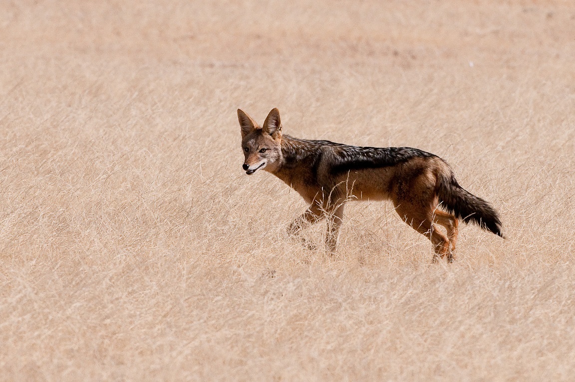 Wilderness Namibia Wildlife Black Backed Jackal