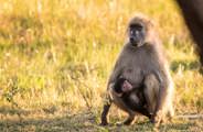 Social, intelligent and notoriously mischievous – these baboons are often seen in troops
