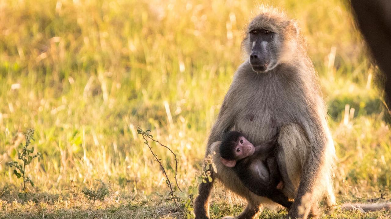 Social, intelligent and notoriously mischievous – these baboons are often seen in troops