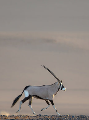 Wilderness Kulala Desert Lodge Namibia Wildlife Oryx