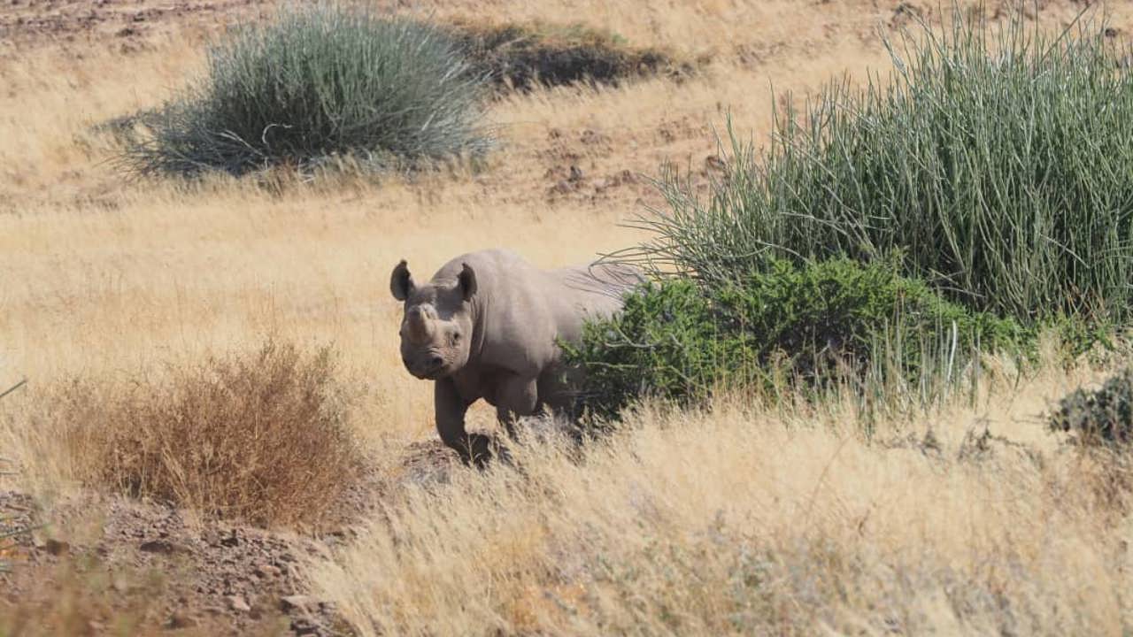 Rhino Tracking Desert Rhino Camp Namibia
