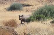 Rhino Tracking Desert Rhino Camp Namibia