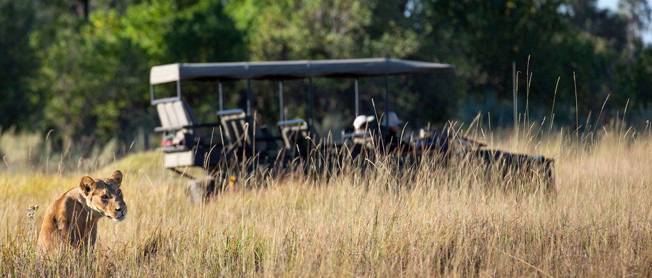 A lion in the tall grass of the African bushveld while on safari