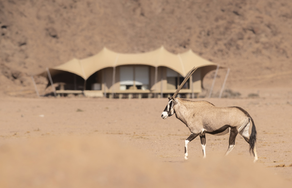 A gemsbok (oryx) in the foreground, with tented accommodation in the background