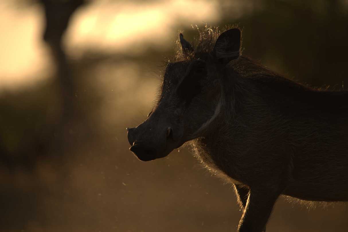 Warthog at twilight in the Timbavati