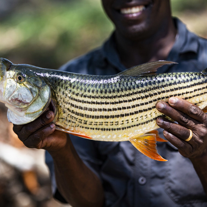Wilderness Toka Leya Zambia Zambezi River Tiger Fish