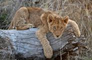 Lion cub on a tree bark in the Kruger