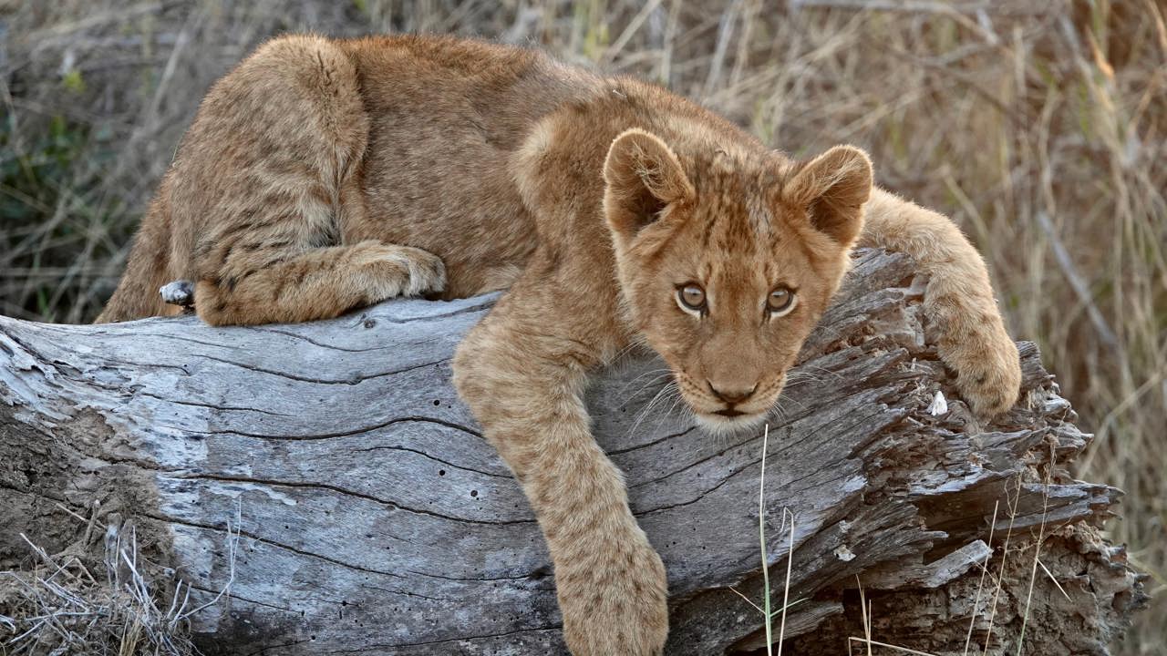 Lion cub on a tree bark in the Kruger