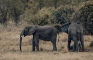 Elephants on the Serengeti in Tanzania